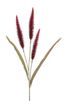 Pennisetum l92cm burgundy