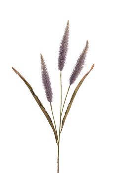 Pennisetum l92cm lila