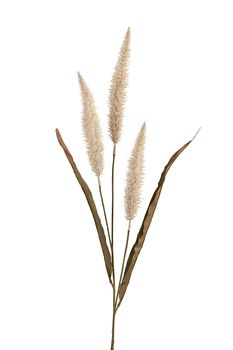 Pennisetum l92cm beige