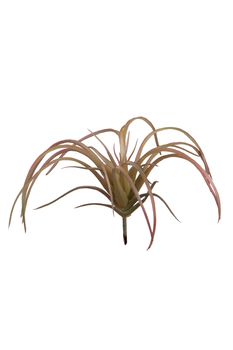 Tillandsia lXXcm groen/rood