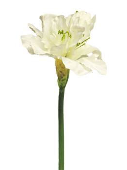 Hippeastrum Aline cream 63cm