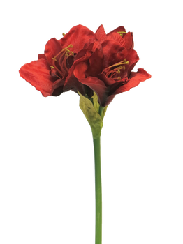 Hippeastrum Aline red 63cm