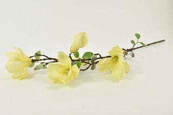 Magnolia yvonne yellow 88cm