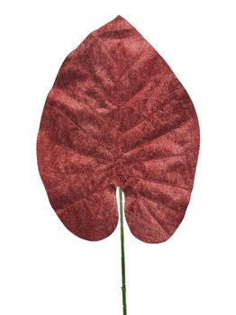 Velvet philo leaf rust 70cm