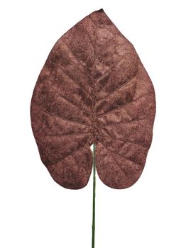 Velvet philo leaf brown 70cm