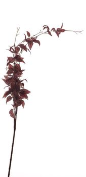 Ligustrum leave spray burgundy 117cm