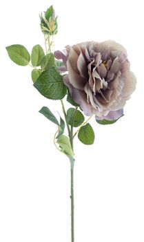 Open garden rose ona purple 79cm