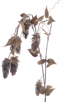 Large hop flower spray x5 w/leaf dk brown175cm