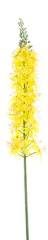 Eremurus spray yellow 105cm