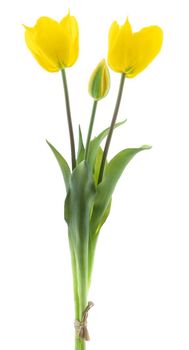 Real Touch Offene Tulpe Bündel Sally x3 gelb 48cm