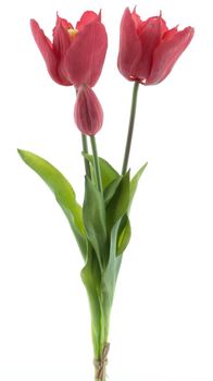 Real Touch Offene Tulpe Bundle Sally x3 Schönheit 48cm