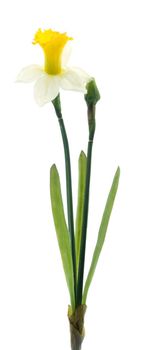 Daffodil alverna spray cream/yellow 52cm