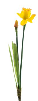 Daffodil alverna spray orange/yellow 52cm