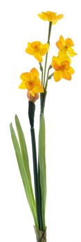 Real touch Narcissus crailo spray orange/yellow 50cm