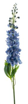 Delphinium spray Roland blue 87cm