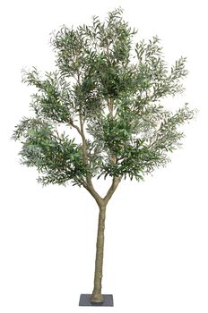 OLIVE TREE H 350 CM