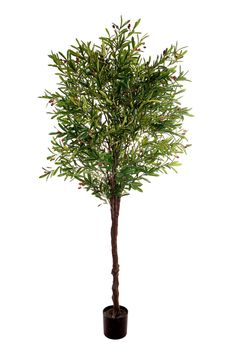 OLIVE TREE H 230 CM