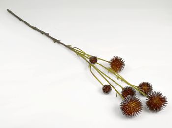 Echinops brown 60cm