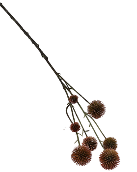 Echinops orange 60cm