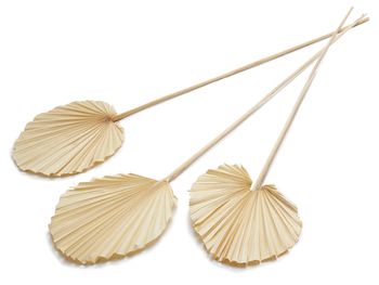 Palm spear round bleached 10pcs