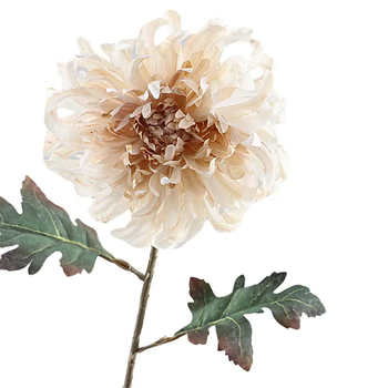 Crysanthemum Dried 68cm  Beige