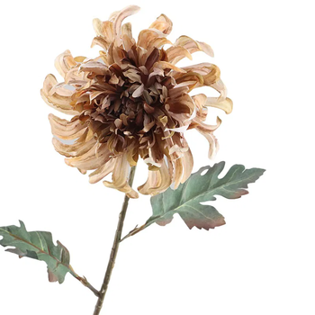 Crysanthemum Dried 68cm  Brown