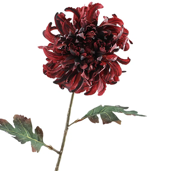 Crysanthemum Dried 68cm  Burgundy