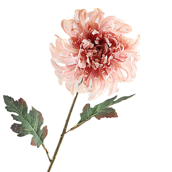 Crysanthemum Dried 68cm  Pink