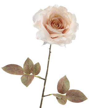 Rosa Dried 67cm Beige