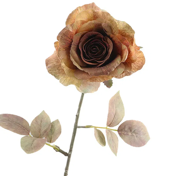 Rosa Dried 67cm Brown