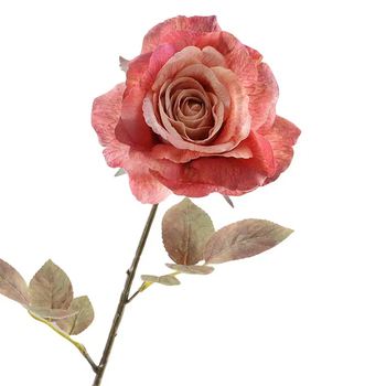 Rosa Dried 67cm Pink
