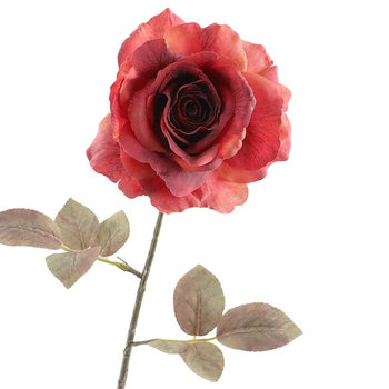 Rosa Dried 67cm Red
