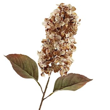 Cone Hydrangea Dried 66cm Brown