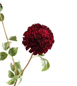 Dahlia Spray 111cm Burgundy