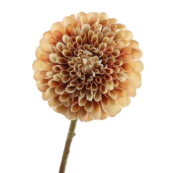 Dahlia 65cm Brown/Pink