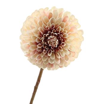 Dahlia 65cm Cream/Pink