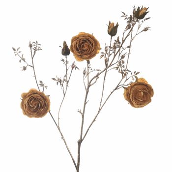 Rosa x6 L112cm Bronze