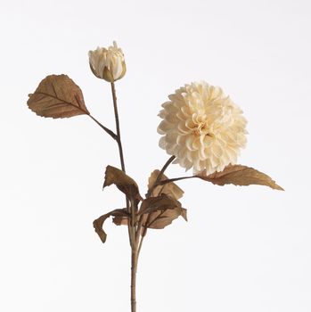Dahlia Dried x2 L61cm Cream