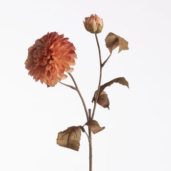 Dahlia Dried x2 L61cm Peach