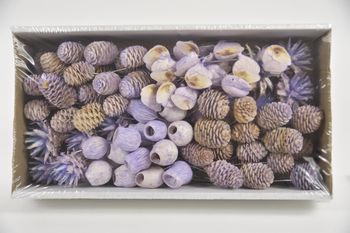 Leucadendron 10cm wr box Lilac-wash (100pcs)