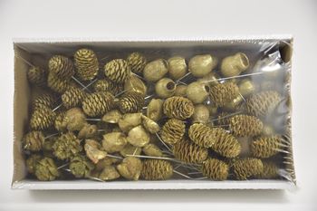 Leucadendron 10cm wr box Gold-wash (100pcs)
