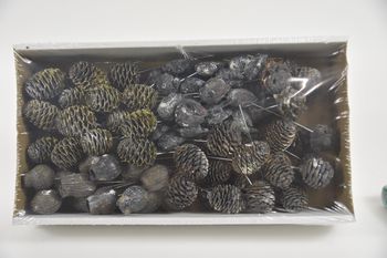 Leucadendron 10cm wr box Black-frost (100pcs)