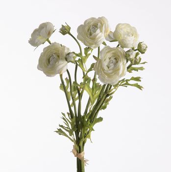 Ranunculus Bundle x5 L38cm w/raffia Cream