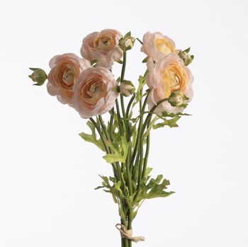 Ranunculus Bundle x5 L38cm w/raffia Beige