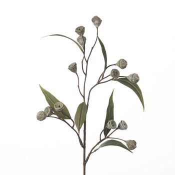 Eucalyptus Seed Spray L71cm Green