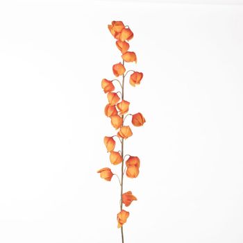 Physalis Spray L129cm Orange