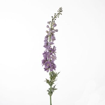 Delphinium L137cm Lavender