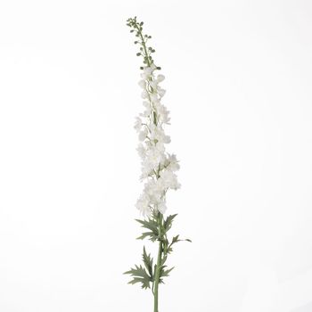 Delphinium L137cm White