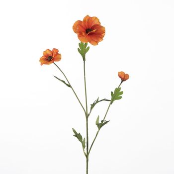 Ranunculus Butterfly L58cm Orange