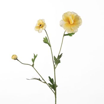 Ranunculus Butterfly L58cm Yellow